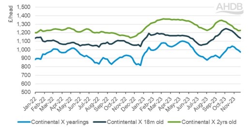 Chart showing average England and Wales continental X store steer prices